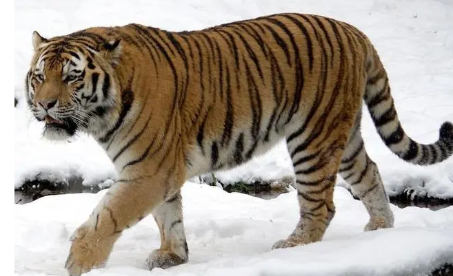 【东北虎】五个虎亚种中体型最大 最顶级的捕食者