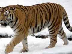 【东北虎】五个虎亚种中体型最大 最顶级的捕食者