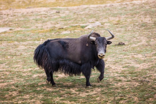 【野牦牛】青藏高原最大野生动物 极限体重超一吨