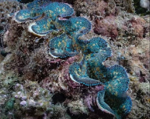 【诺瓦砗磲】神秘海洋瑰宝 地球上中最大双壳贝类
