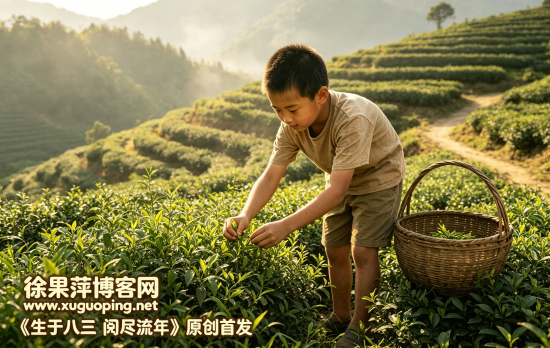 80后童年农事篇⑧采茶