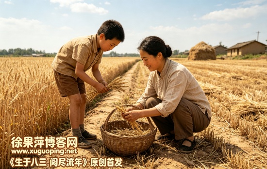 80后童年农事篇⑩拾麦穗